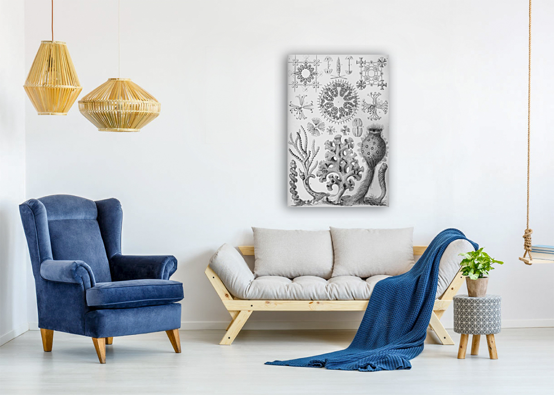 ernst haeckel Reproduction
