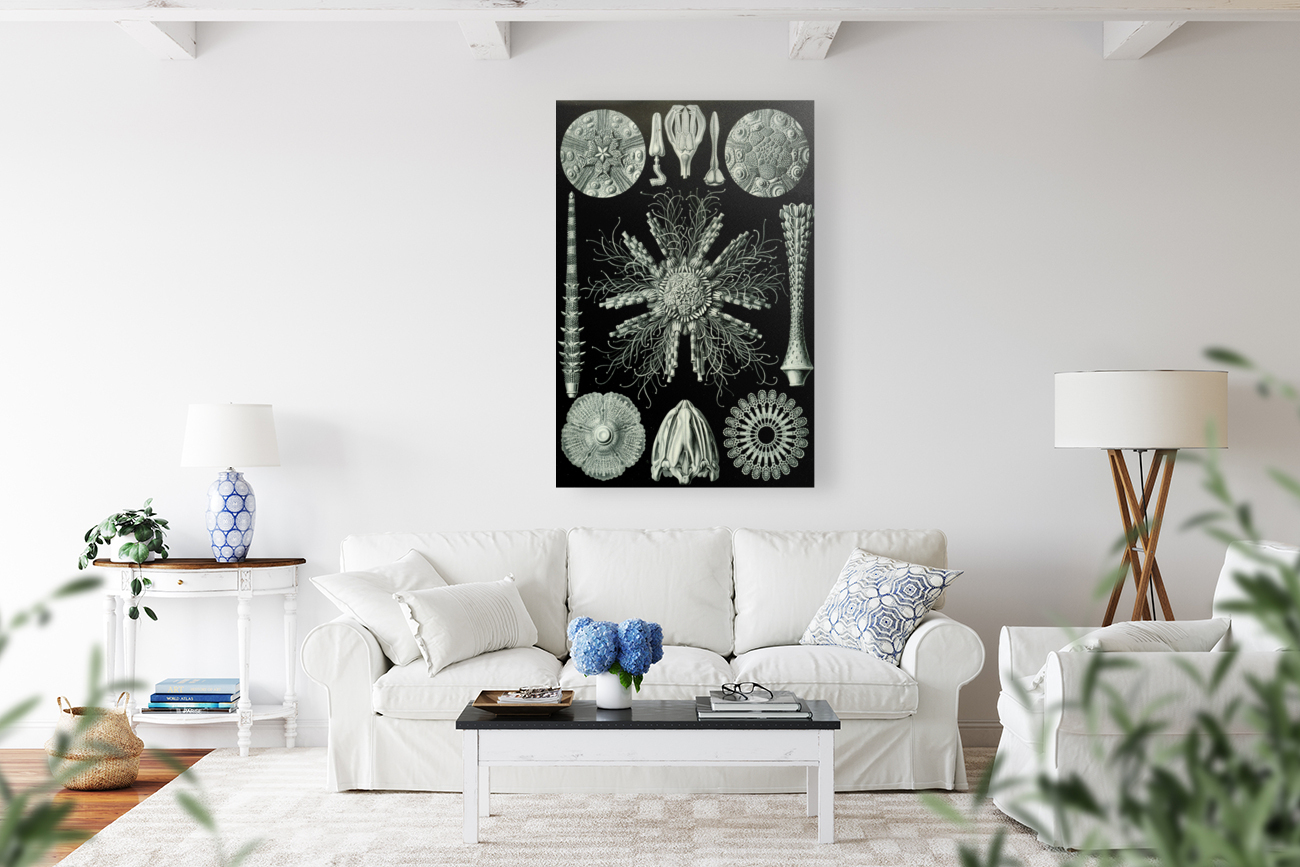 ernst haeckel Reproduction
