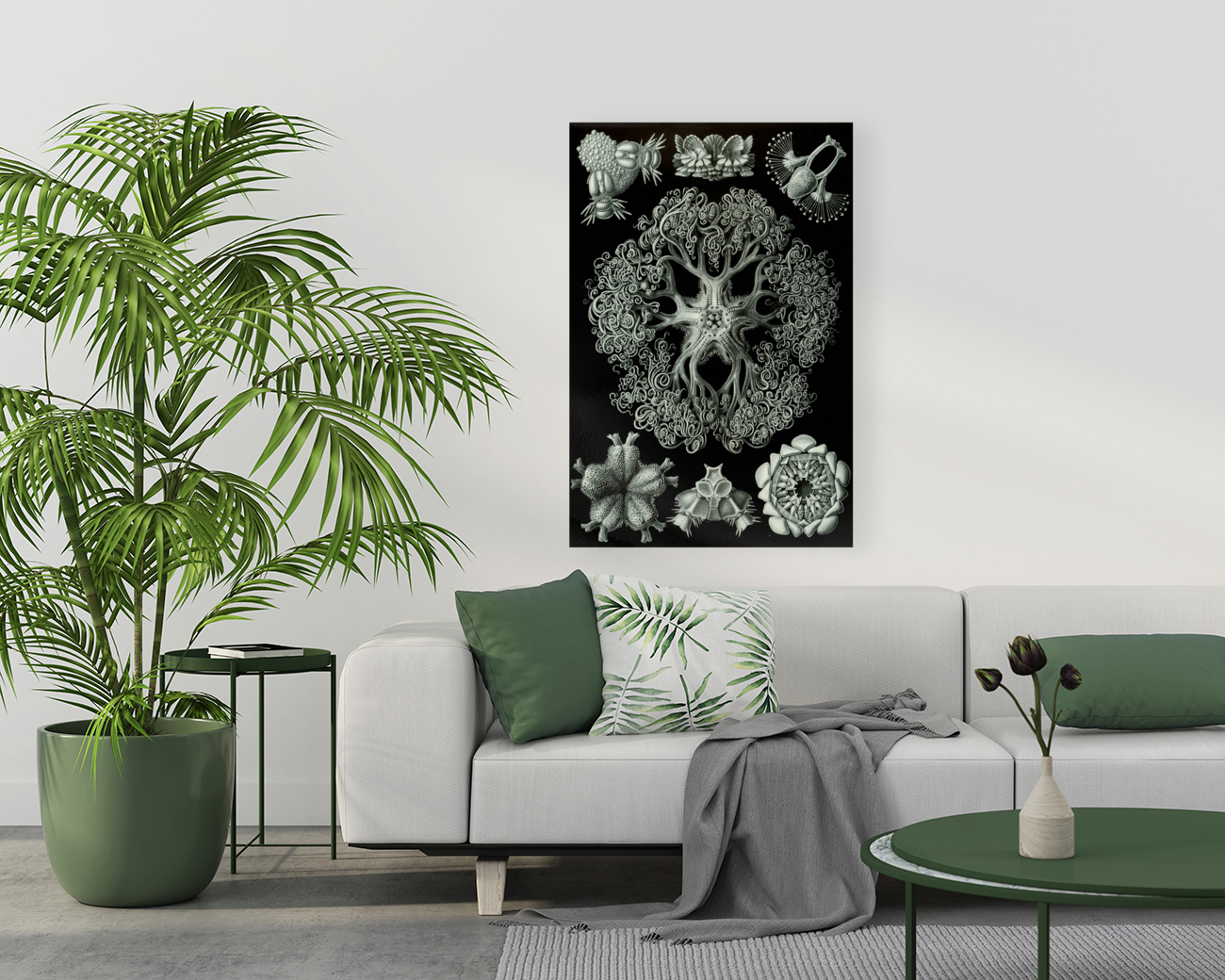 ernst haeckel Reproduction