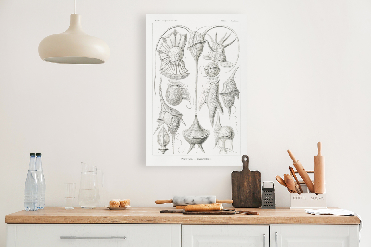 ernst haeckel Reproduction