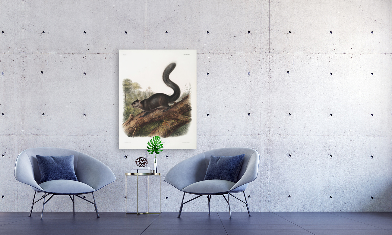 John James Audubon 21 Reproduction