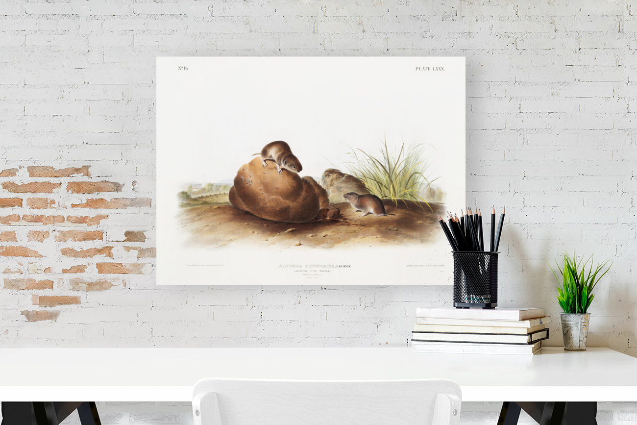 John James Audubon 15 Reproduction