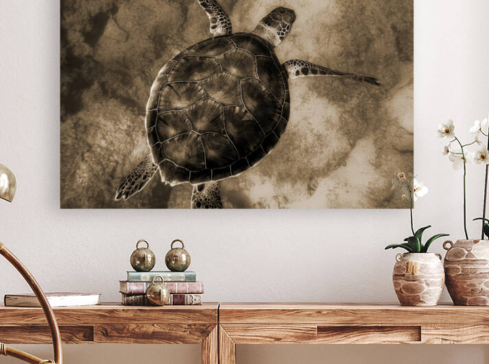 Turtle Reproduction