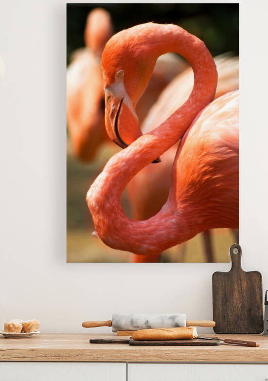 the letter s brough to you by a flamingo by artvi