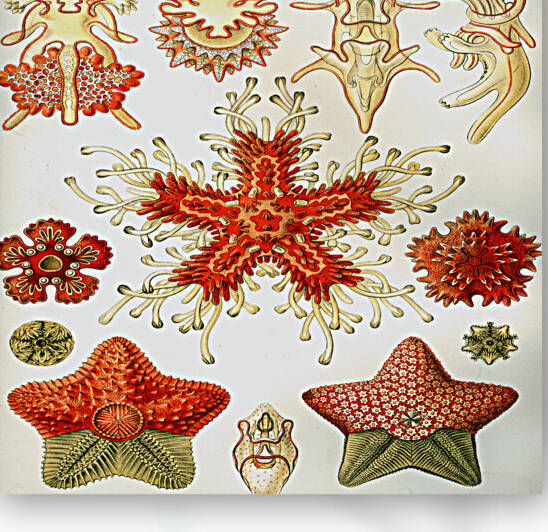 ernst haeckel illustrations by artvi