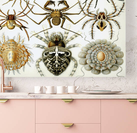 ernst haeckel illustrations by artvi