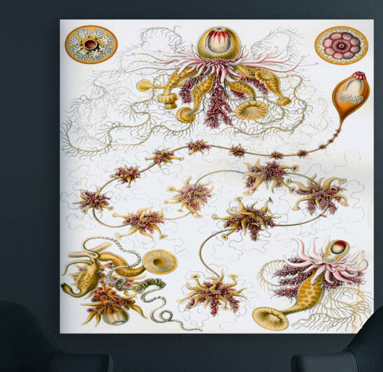 ernst haeckel illustrations Reproduction