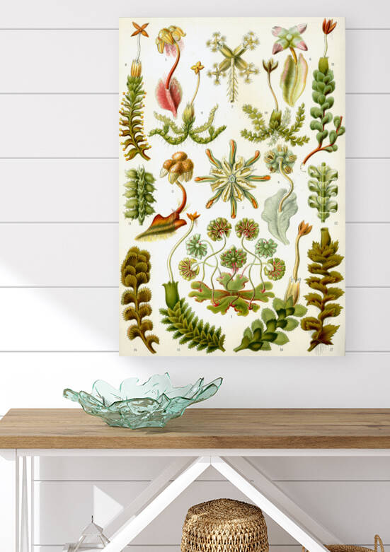ernst haeckel by artvi