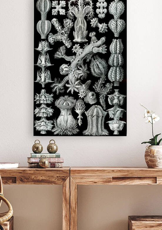 ernst haeckel by artvi