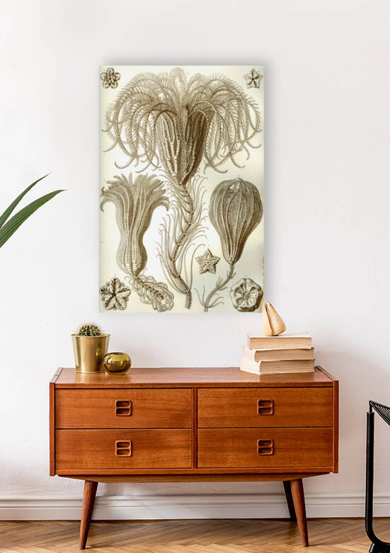 ernst haeckel by artvi