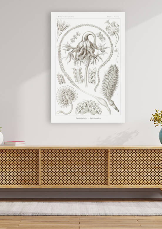 ernst haeckel by artvi
