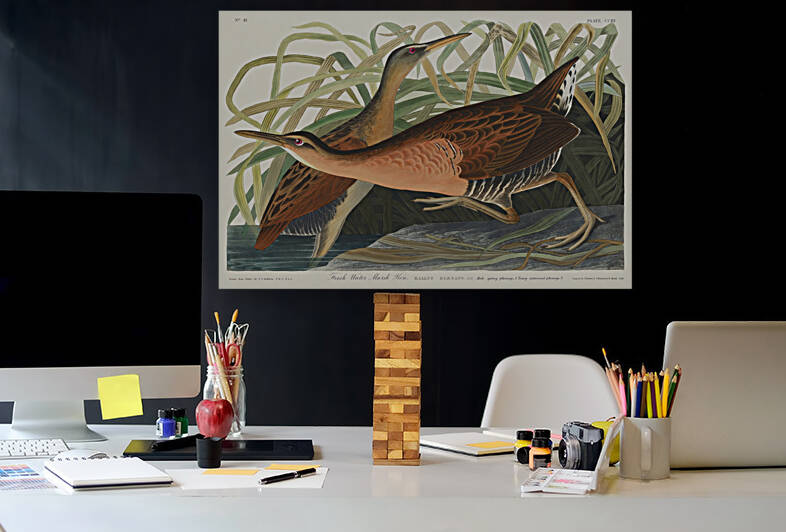 5639 Fresh Water Marsh Hen from Birds of America by artvi