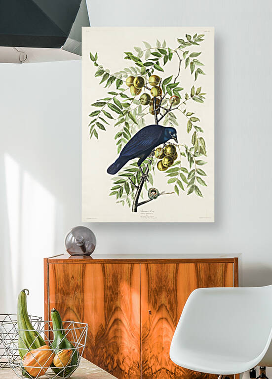 25  John James Audubon 34 Reproduction