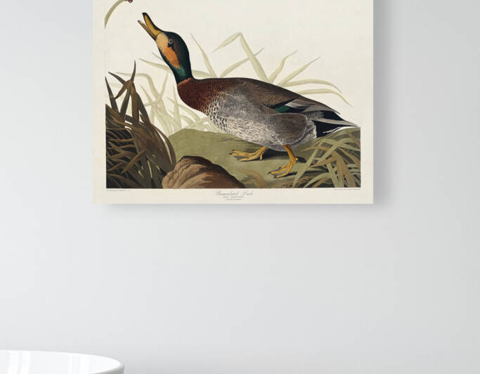 25  John James Audubon 119 by artvi
