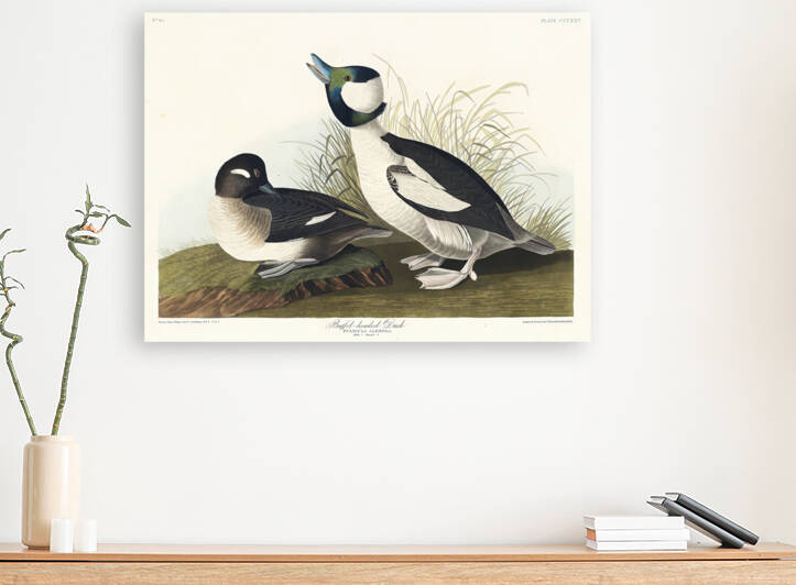 5955 John James Audubon  24 by artvi