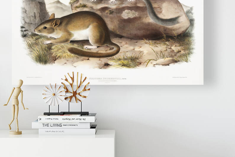 5955 John James Audubon  15 by artvi