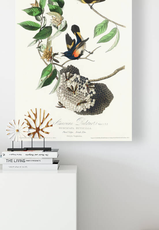 5955 John James Audubon  18 by artvi