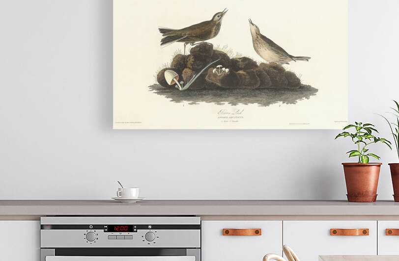 5955 John James Audubon  25 by artvi