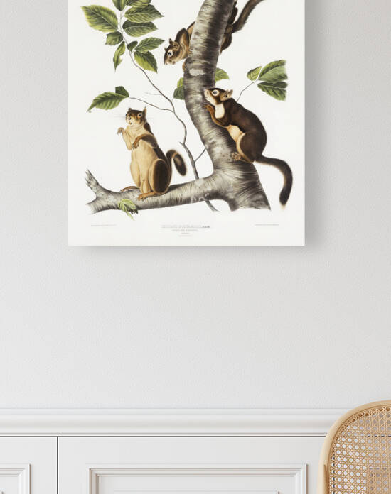 5955 John James Audubon  81 by artvi