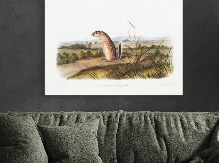 5955 John James Audubon  77 by artvi
