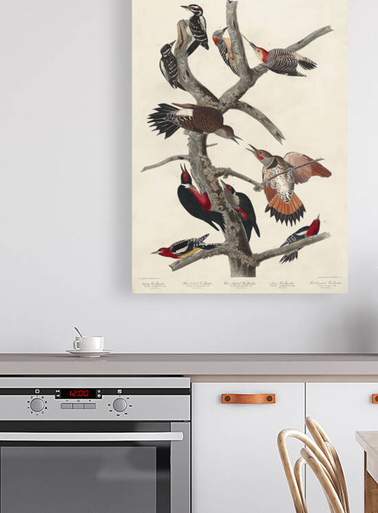 5955 John James Audubon  99 by artvi