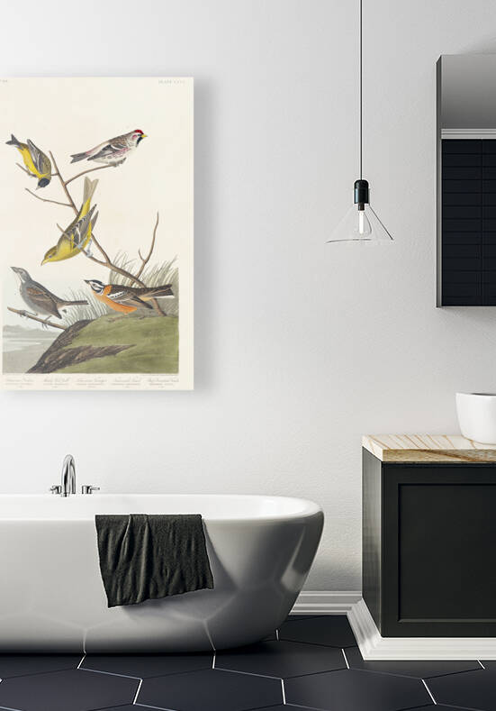 5955 John James Audubon  102 by artvi