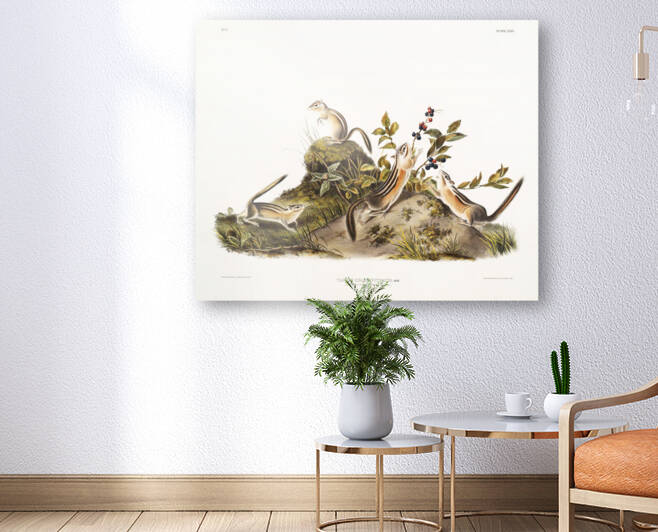 5955 John James Audubon  112 by artvi