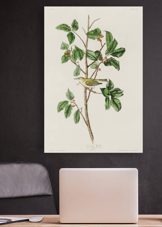 5955 John James Audubon  105 Reproduction