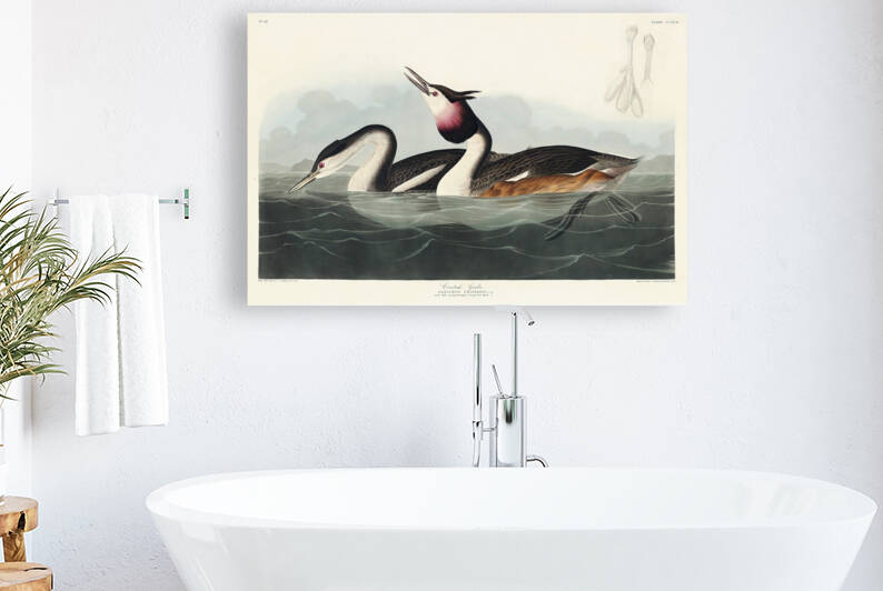 5955 John James Audubon  141 by artvi
