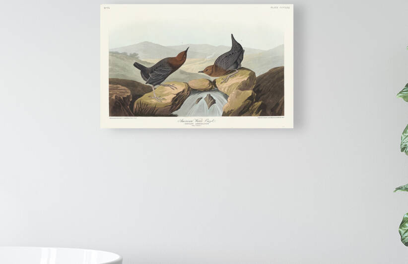 6182 John James Audubon  20 by artvi