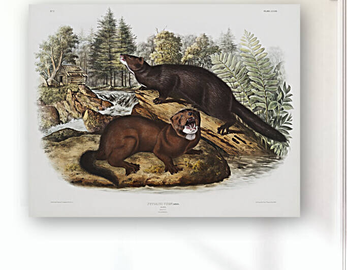 6182 John James Audubon  46 by artvi