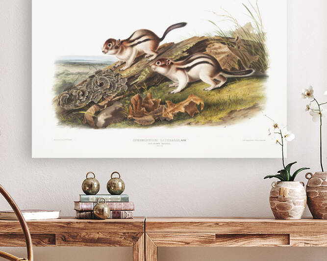 6182 John James Audubon  59 by artvi