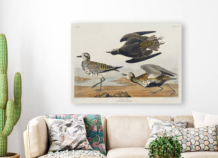 6182 John James Audubon  77 by artvi