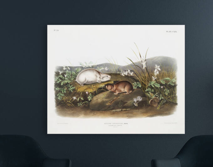 6182 John James Audubon  86 by artvi