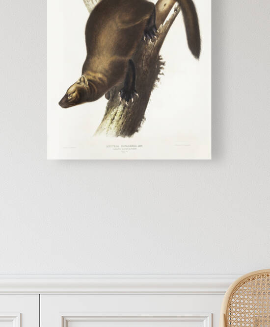 6182 John James Audubon  81 by artvi