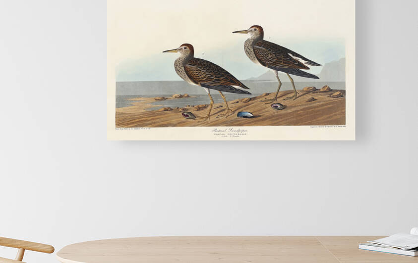 6182 John James Audubon  94 by artvi