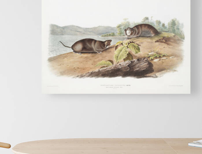 6182 John James Audubon  85 by artvi