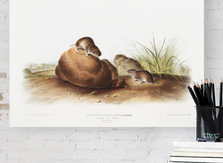 John James Audubon 15 by artvi
