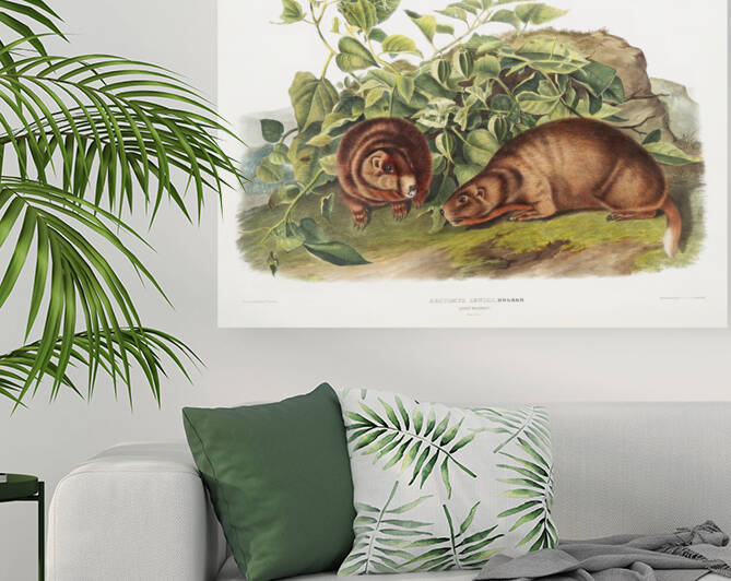 John James Audubon 6 by artvi