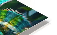 wild chameleon 8 HD Metal print