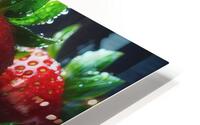 Strawberries studio lighting 23 HD Metal print