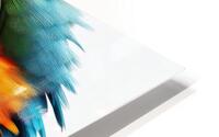 367 Macaw white background HD Metal print