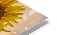 sunflower HD Metal print