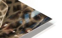 Giraffe HD Metal print