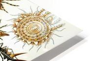 ernst haeckel illustrations HD Metal print