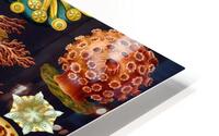 ernst haeckel illustrations HD Metal print