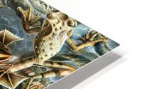 ernst haeckel illustrations HD Metal print