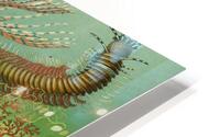 ernst haeckel illustrations HD Metal print