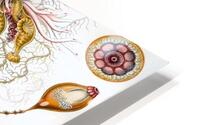 ernst haeckel illustrations HD Metal print