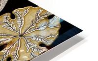 ernst haeckel HD Metal print